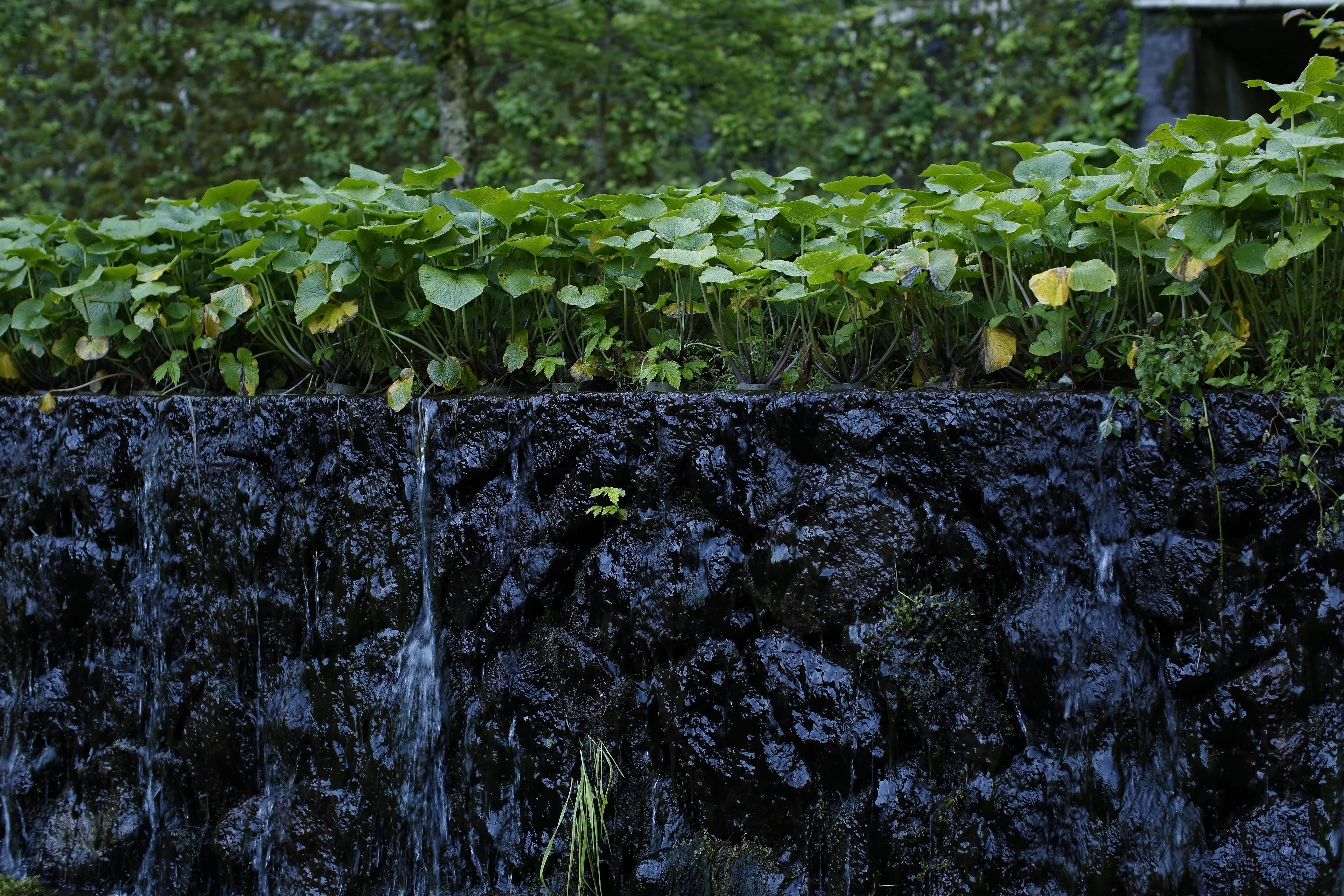 Kameya Wasabi - Our Pure Water